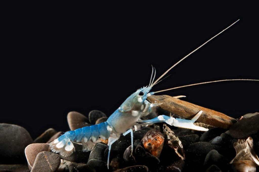 Looking for things to do in Cornwall? The National Lobster Hatchery is a great day out.