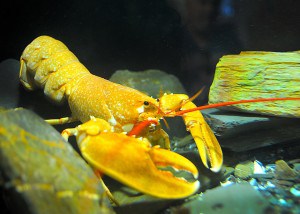 Things to do in Cornwall - The National Lobster Hatchery in Cornwall.