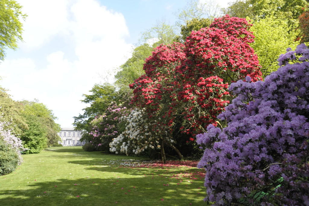 Trewithen Estate - a great day out in Cornwall