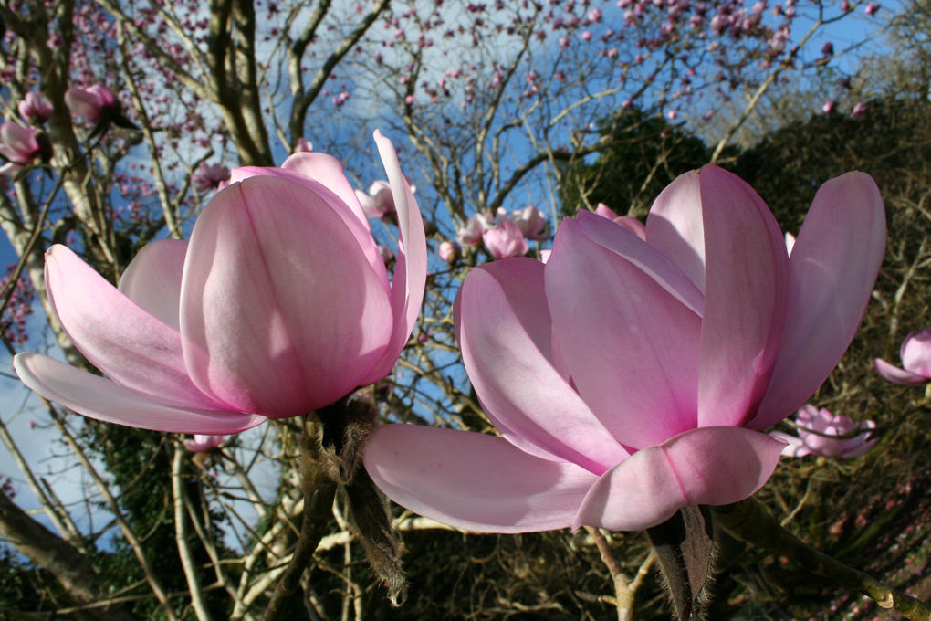 Magnolia at Trewithen Gardens - a fantastic day out in Cornwall for all the family.