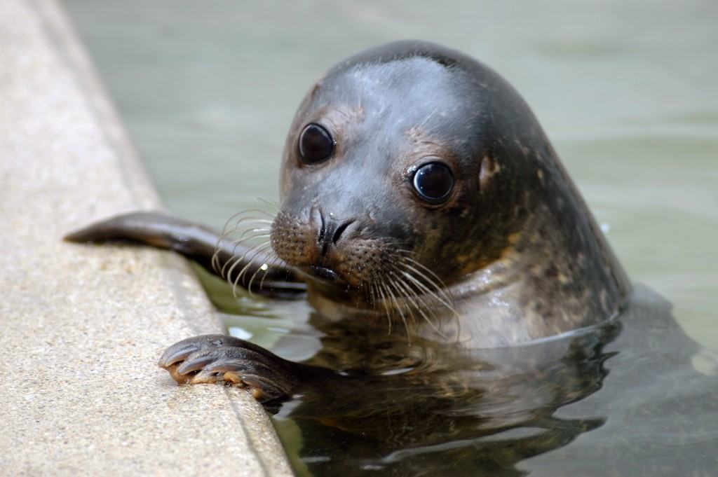 Seal pup