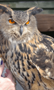 Screech owl sanctuary feature business images