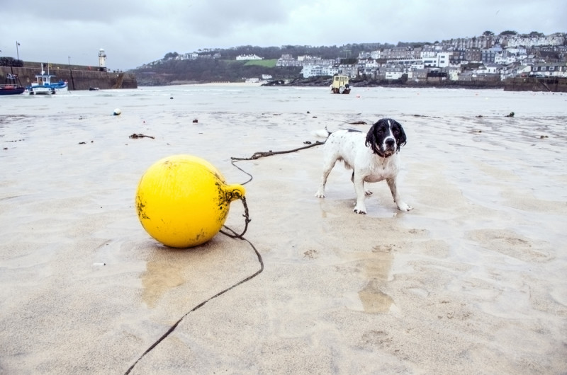 Dog friendly beach St Ives