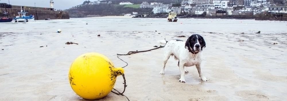 Dog-friendly days out in Cornwall