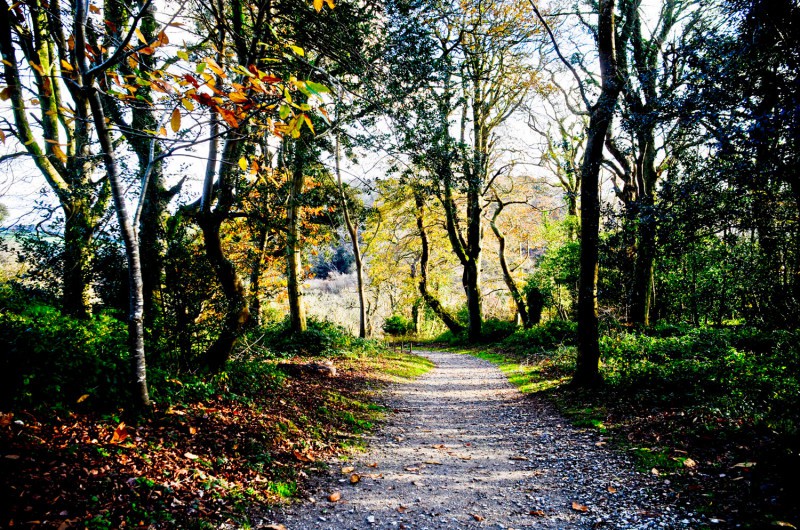 Woodland Walks in Cornwall