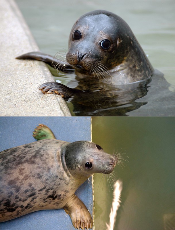 Things to do in Cornwall - Seal Sanctuary