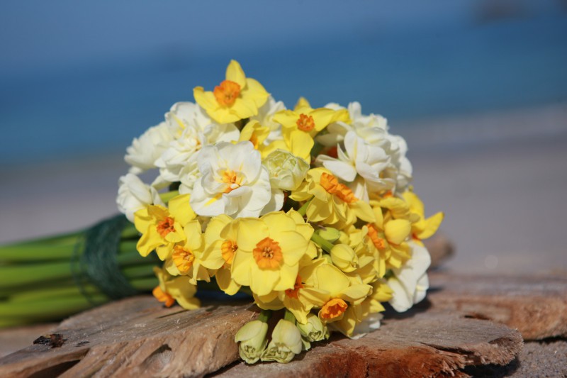 Made in Cornwall - Scented Narcissi