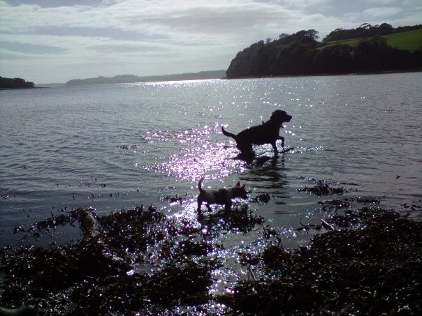 Dogs-in-Cornwall