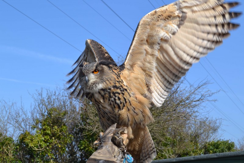 Screech Owl Sanctuary