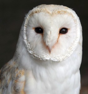 british barn owl at Screech Owl