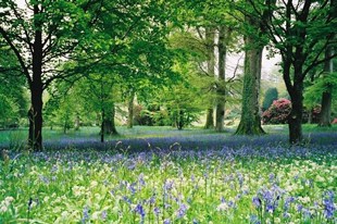 Secret spots in Cornwall to enjoy the bluebells