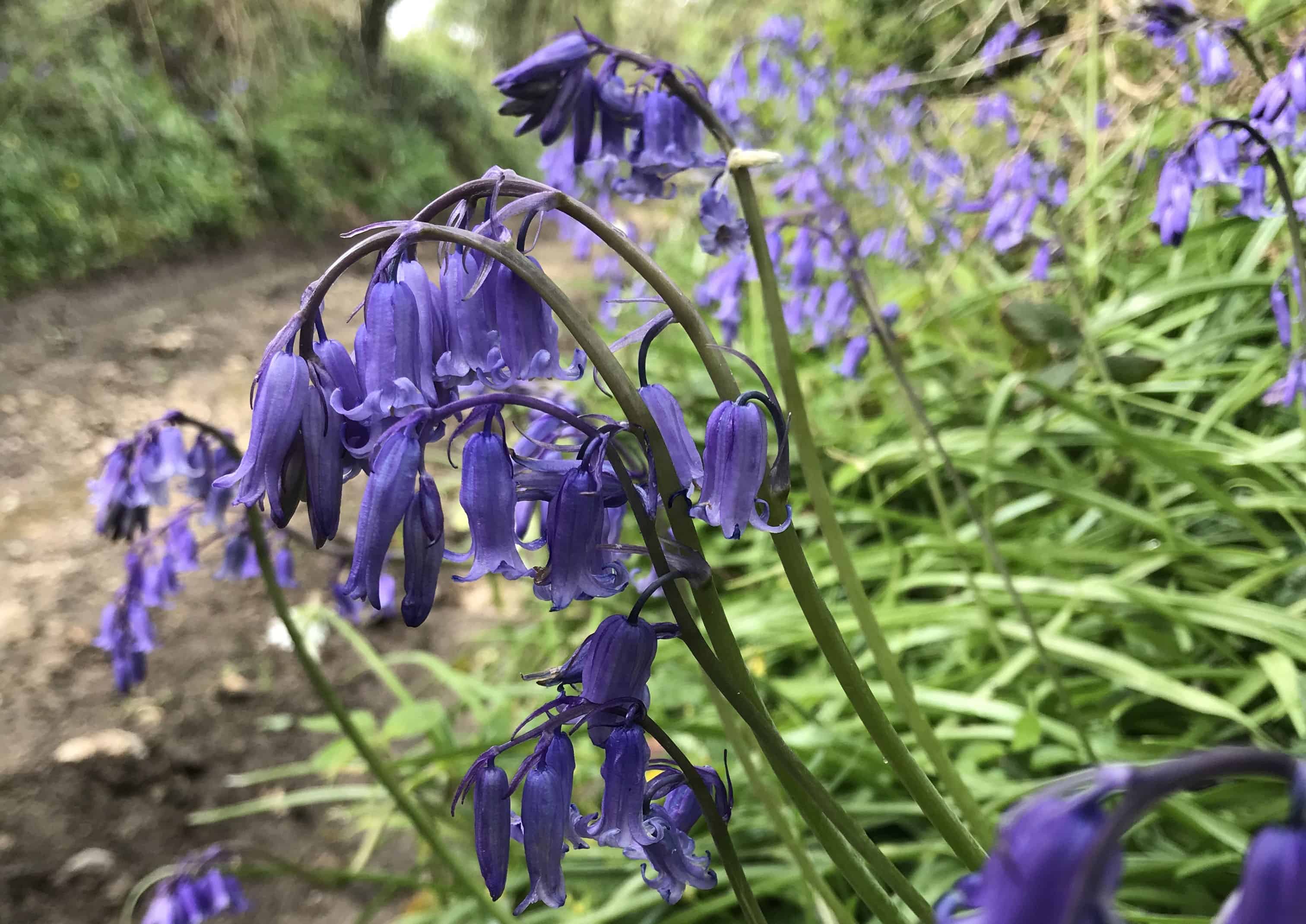 Bluebells in Cornwall