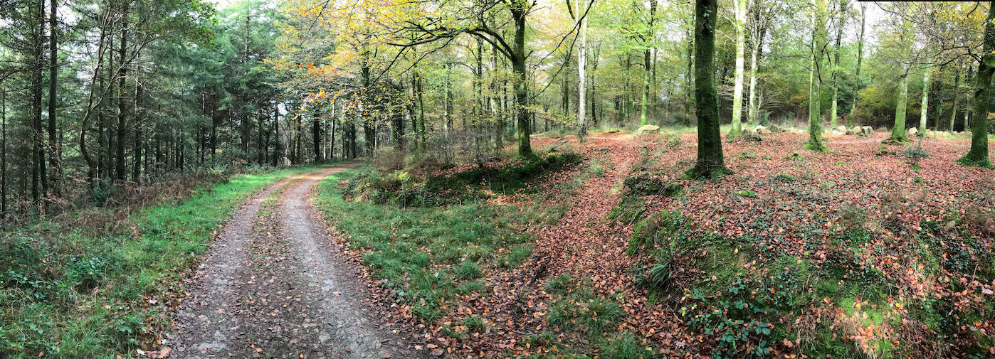 Woodland walks to enjoy around Cornwall this autumn