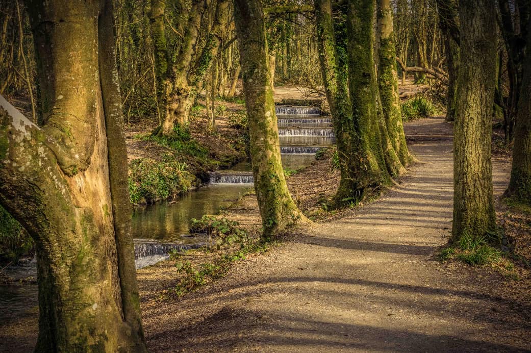 5 of our favourite dog-friendly walks to try