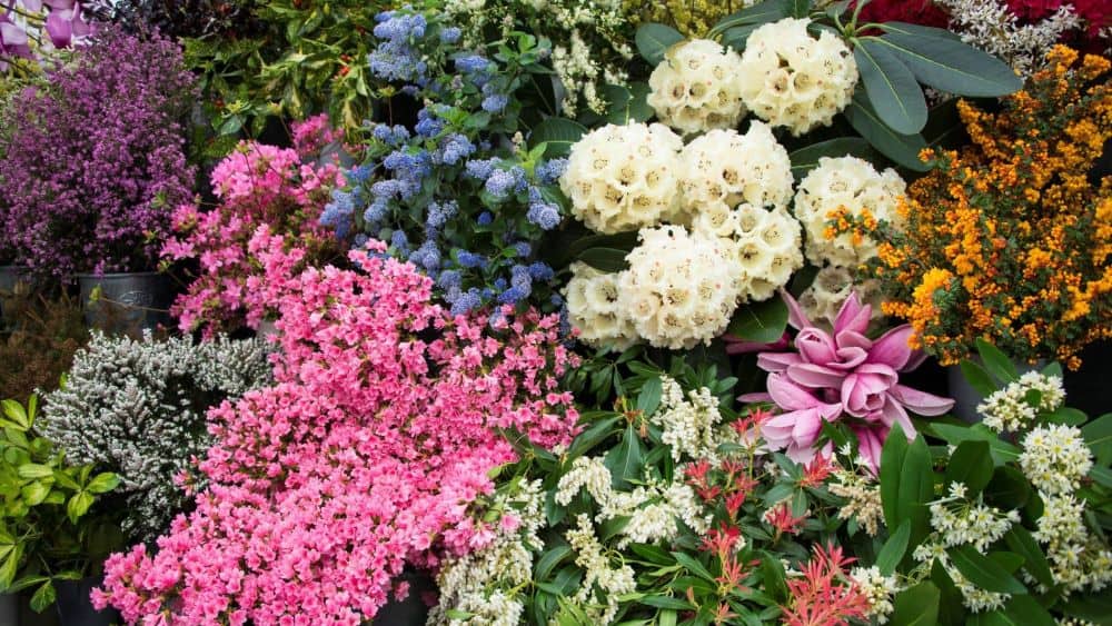 Cornwall Garden Society’s 2024 Spring Flower Show